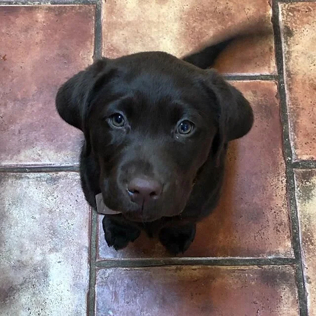 Luke!! Welcome to Millie and Monster!