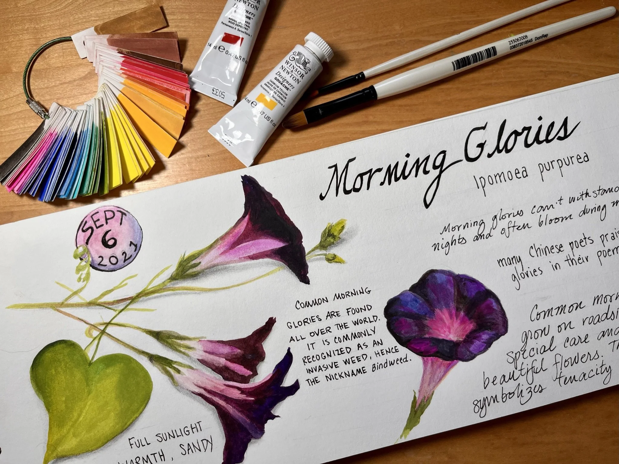 Morning Glories.JPEG