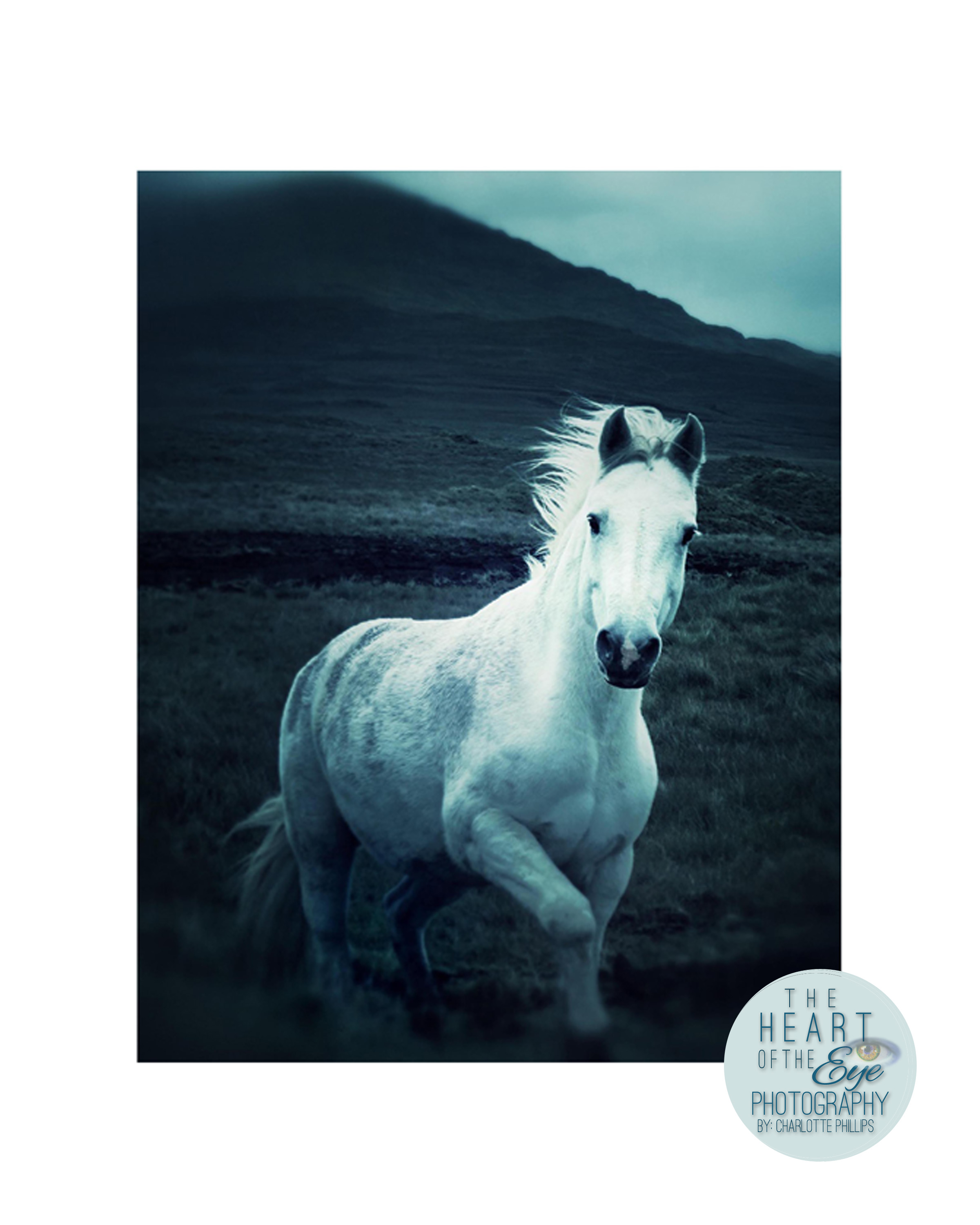 The Wild Horse of Connemara, Ireland