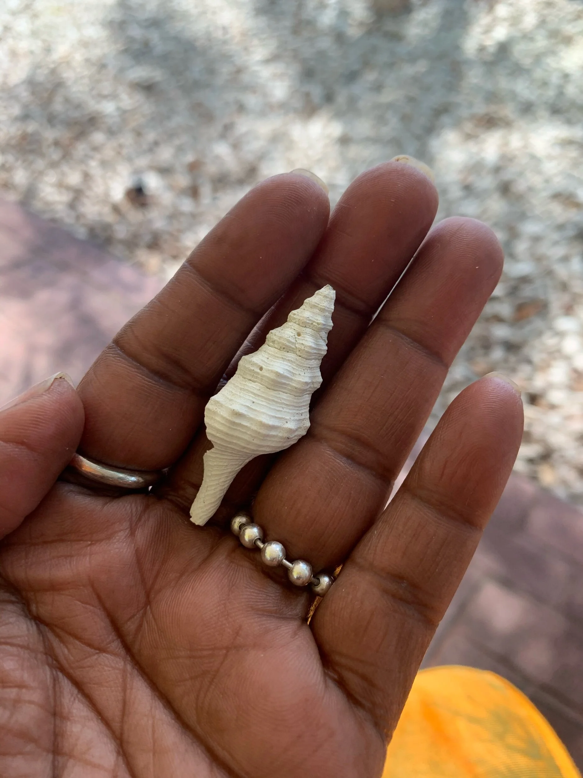 The Shell