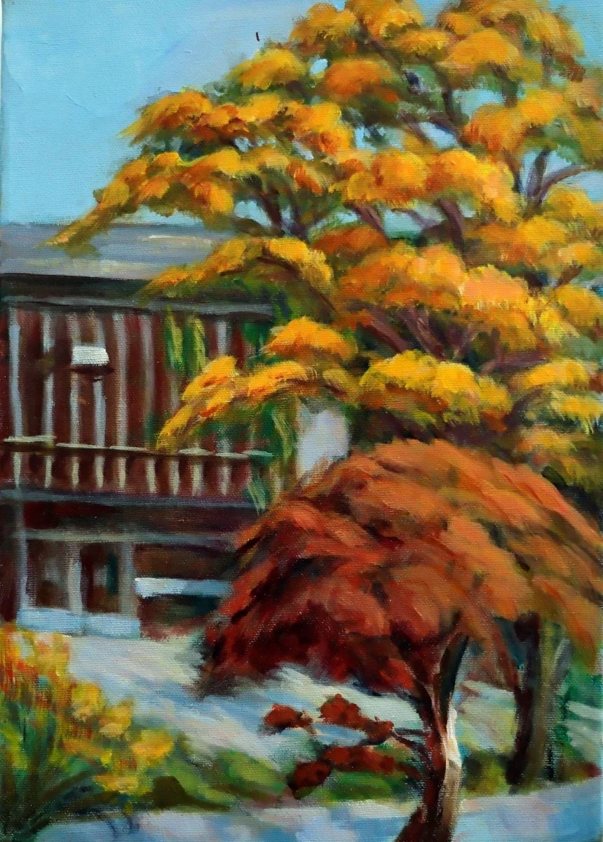 Dwarf Maple - Edwards Gardens