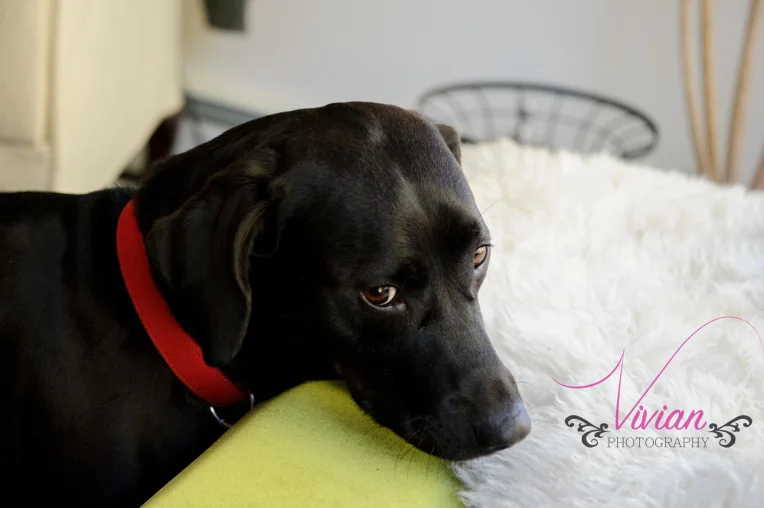 dog photo shoot.jpg