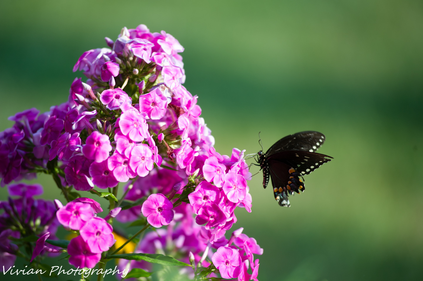 DSC_2029.jpg