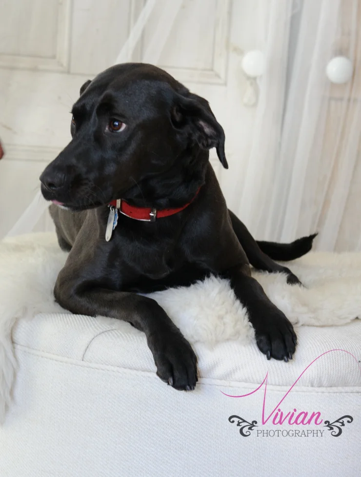 dog photo shoot 6.jpg