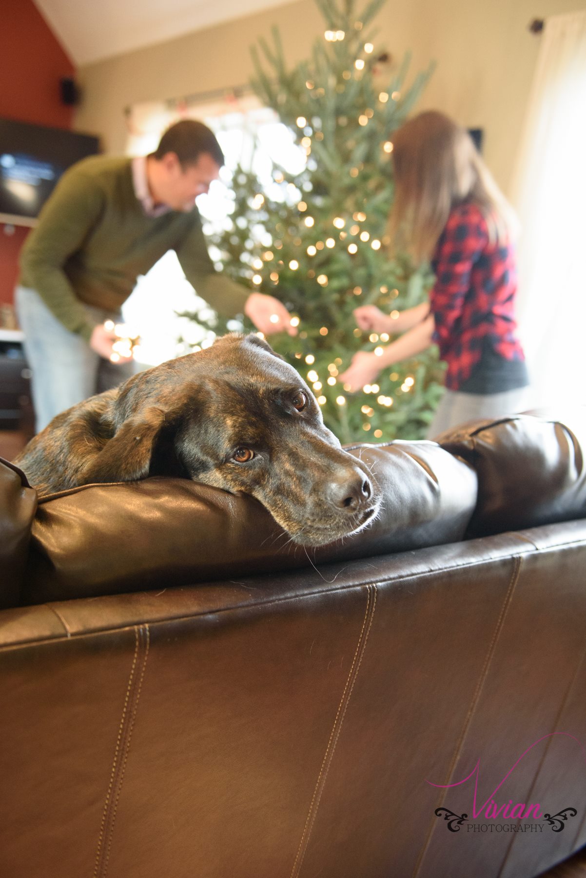 dog-lounging-couple-decorating-christmas-tree-background.jpg