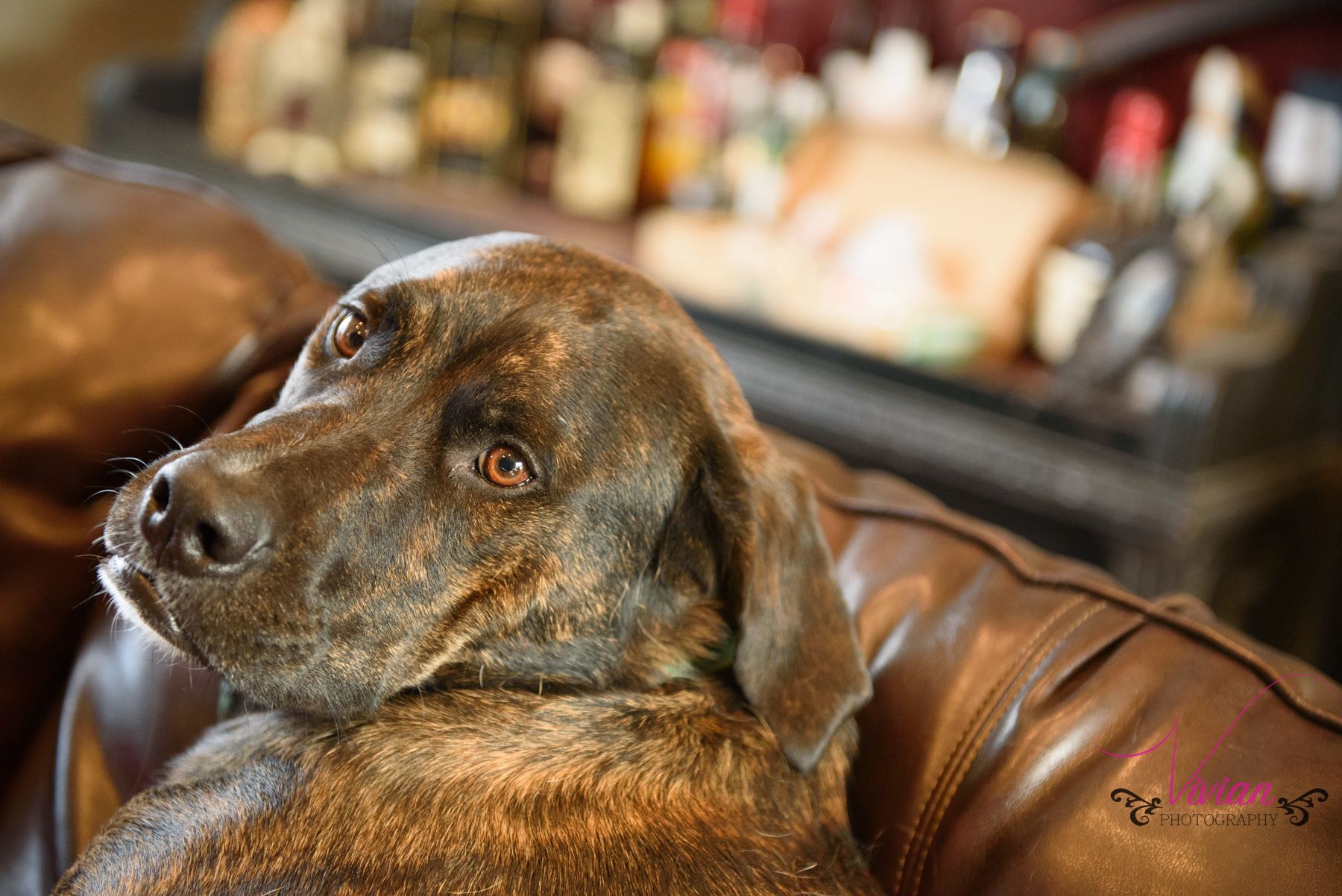 brown-dog-lounging-on-brown-leather-couch.jpg