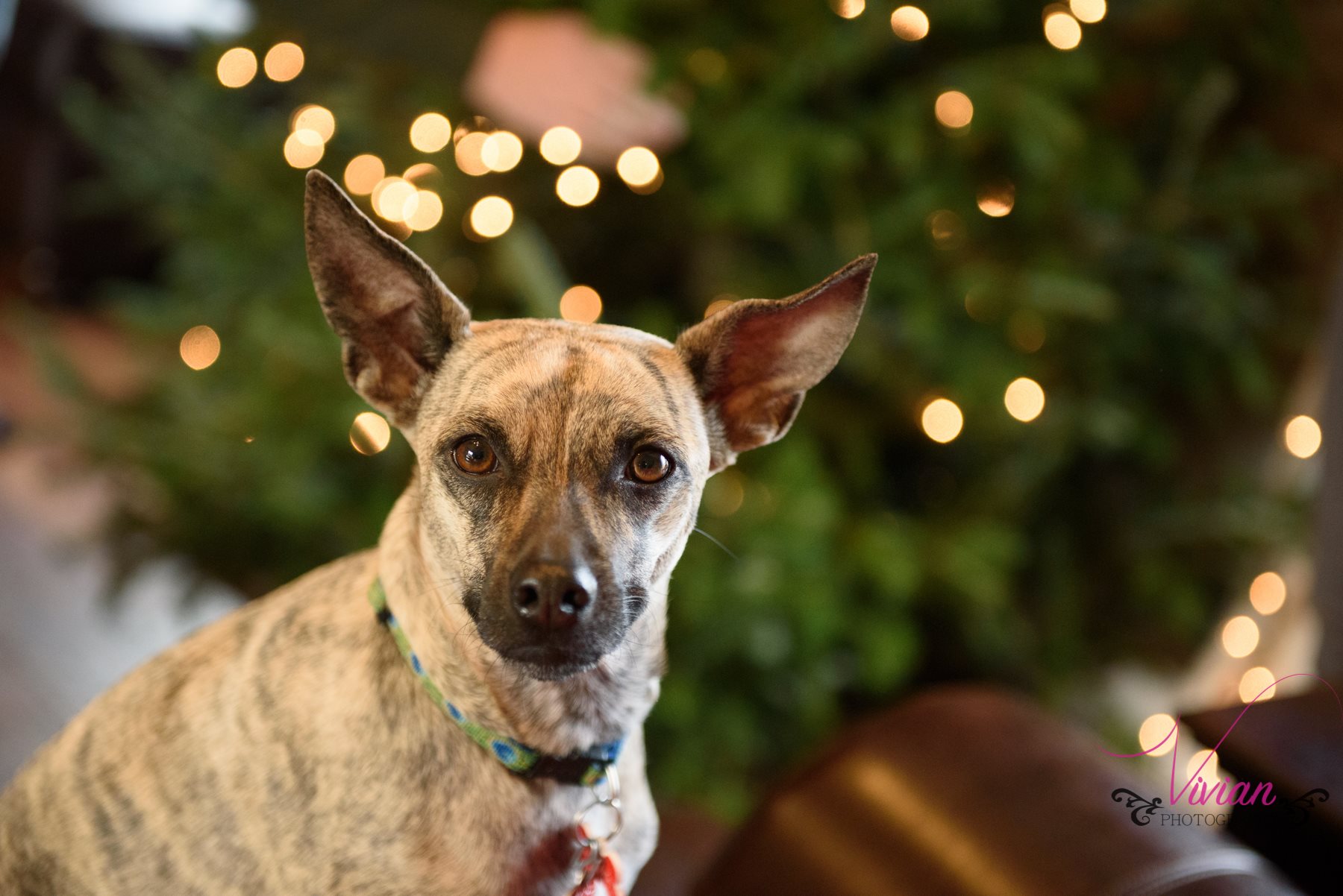 close-up-small-dog-in-front-christmas-tree.jpg
