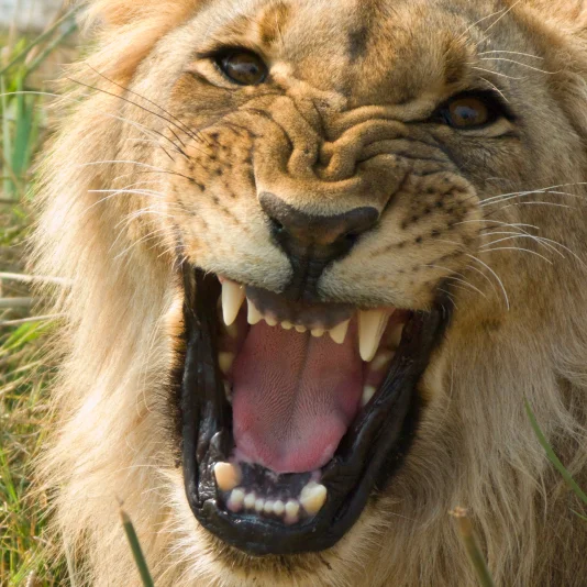 lion roaring.jpg