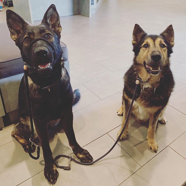 Dodger brought his friend Tati with him to the vet today. Dodger is having his checkup but thought this would be a great place for training his gal pal Tati! After this, the Beach! 🏖
#germanshepherd #gsd #dog #dogtraining #dogbehavior