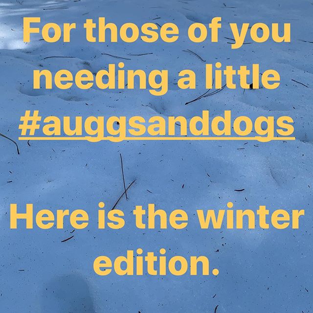 #auggsanddogs 
Dodger Dog and August 
#snowdog #germanshepherd #kidsanddogs