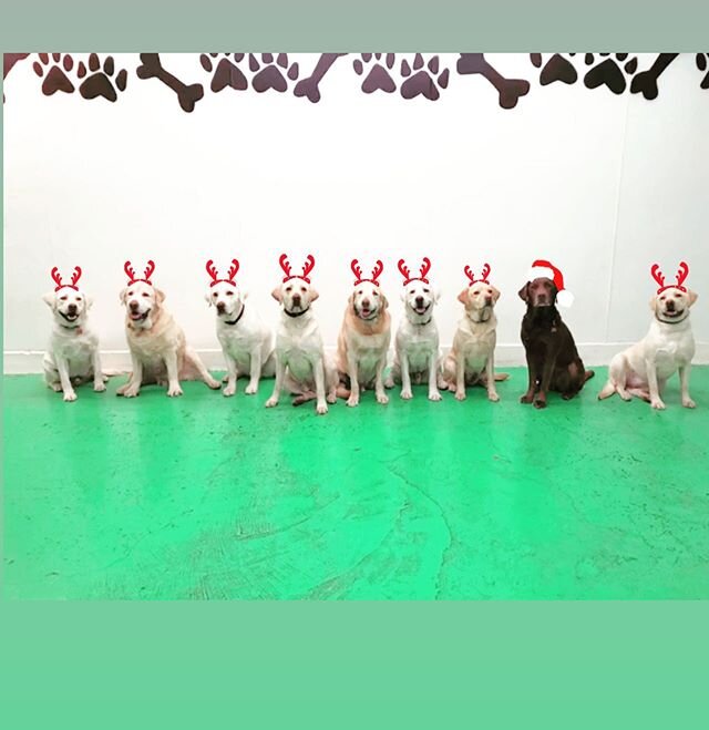Wishing you all a Merry Christmas Eve! From our very own Santa and his reindeer! 🎅🦌🦌🦌🦌🦌