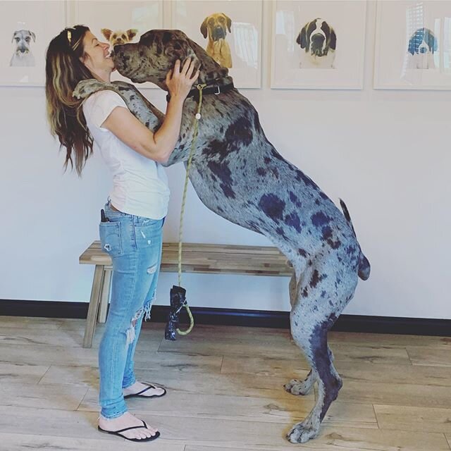 Yes, I really am this short and @jett_the_great_dane really is this tall!! #lak9s #gratedane #puppy #dog #losangeles #dogtraining