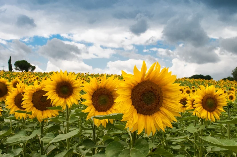 nature-field-summer-quantity-large.jpg