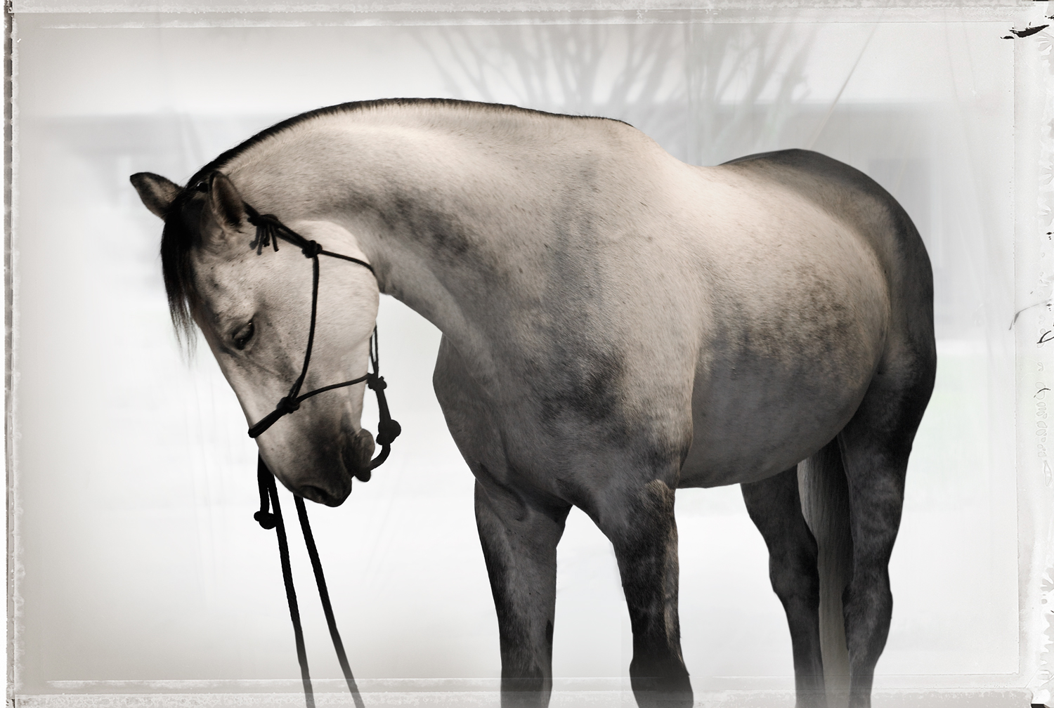  Virtuose, Study #3 