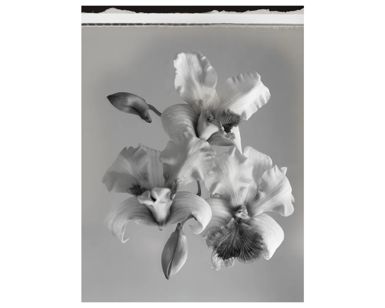 Dendrobium Starbright, Black & White Polaroid #1