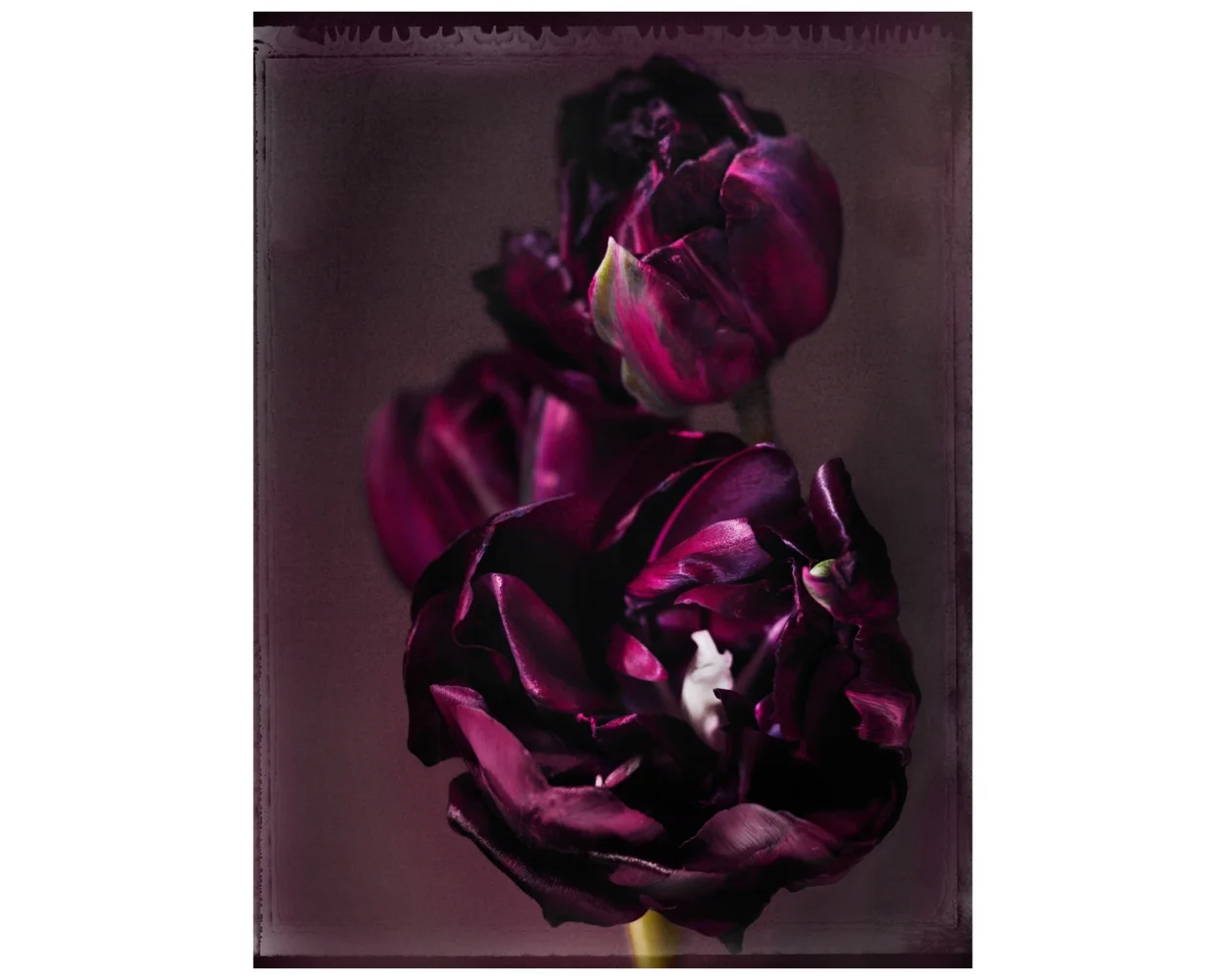 The Blossoming of Matter