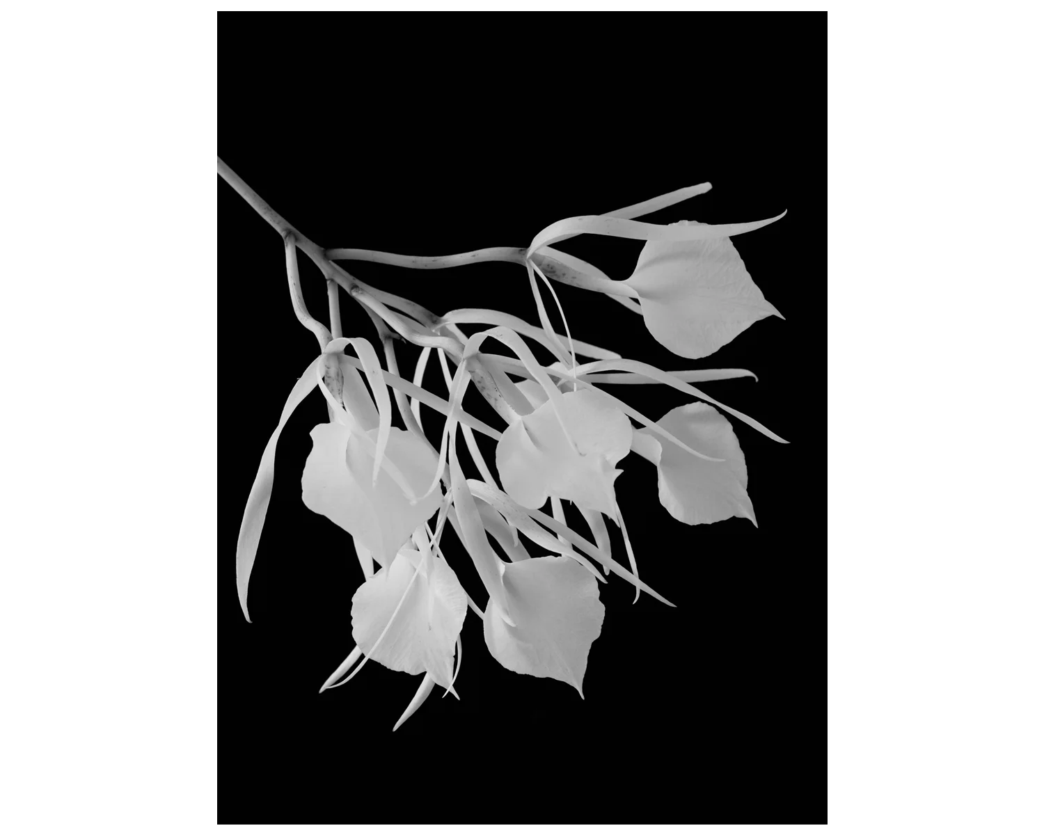 white-1.jpg