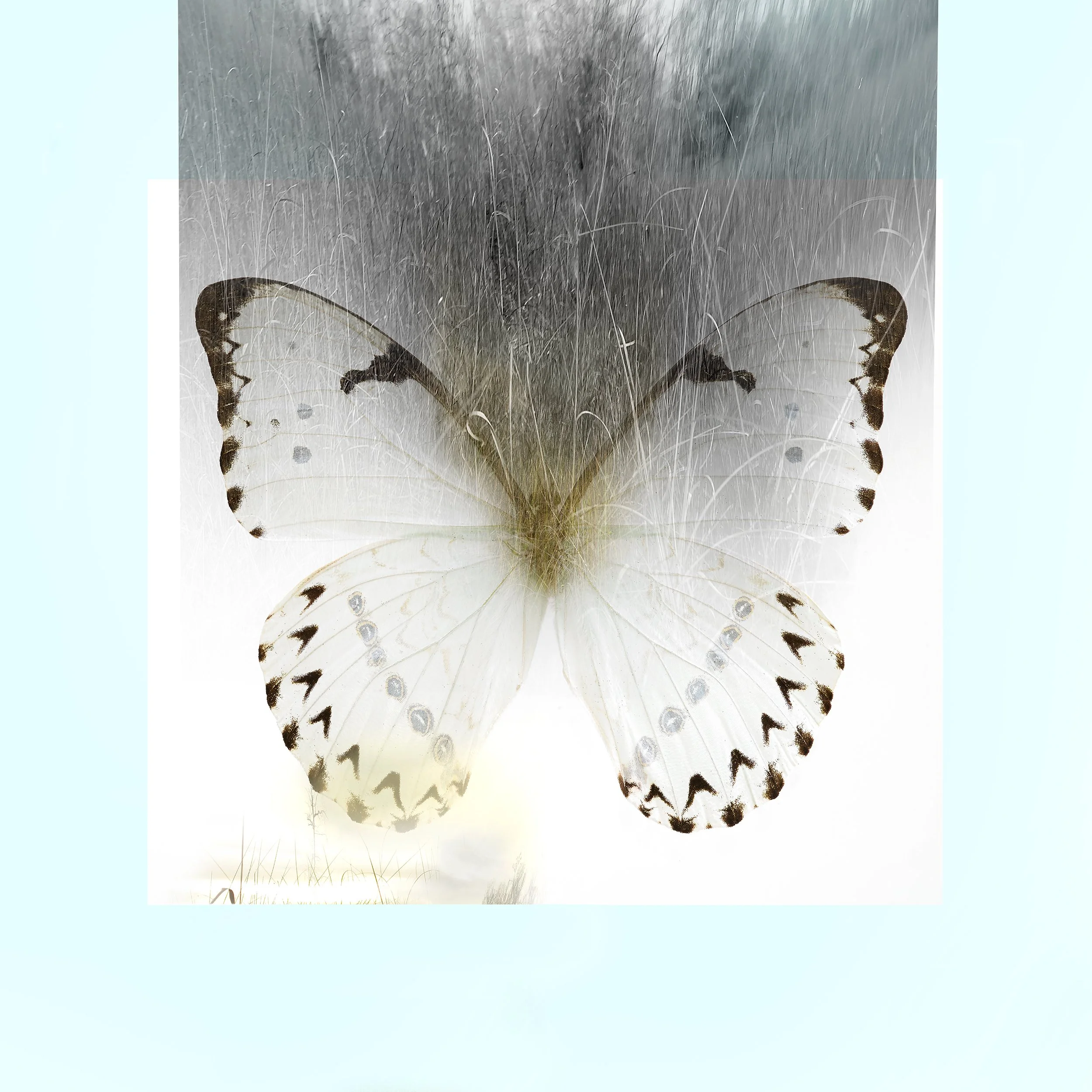 Butterfly Specimen #8