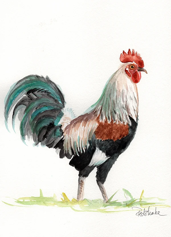 Rooster4.jpg