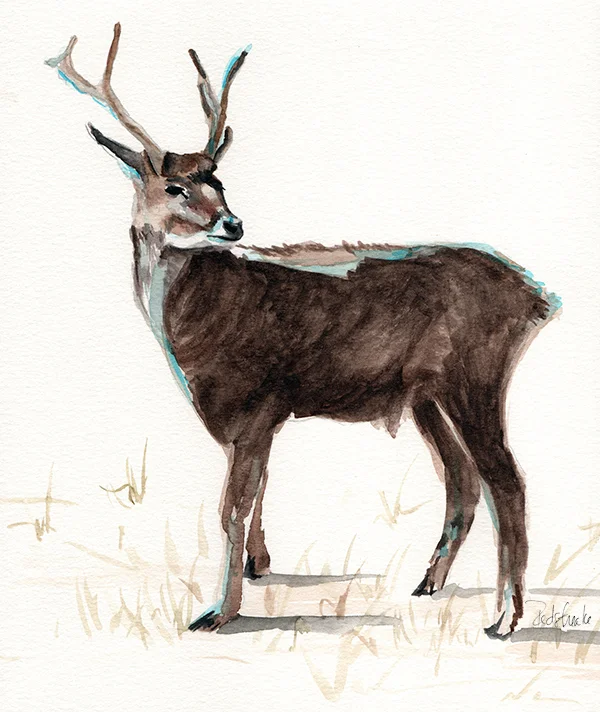 redstreake_deer_wc.jpg