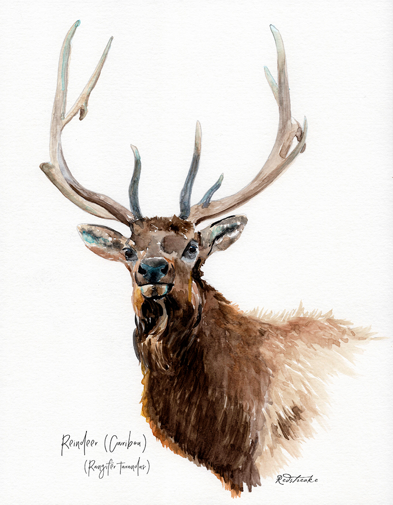 reindeer_portrait.jpg