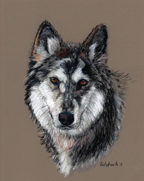 husky_lg.jpg