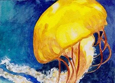 jellyfish_animals_redstreake2.jpg
