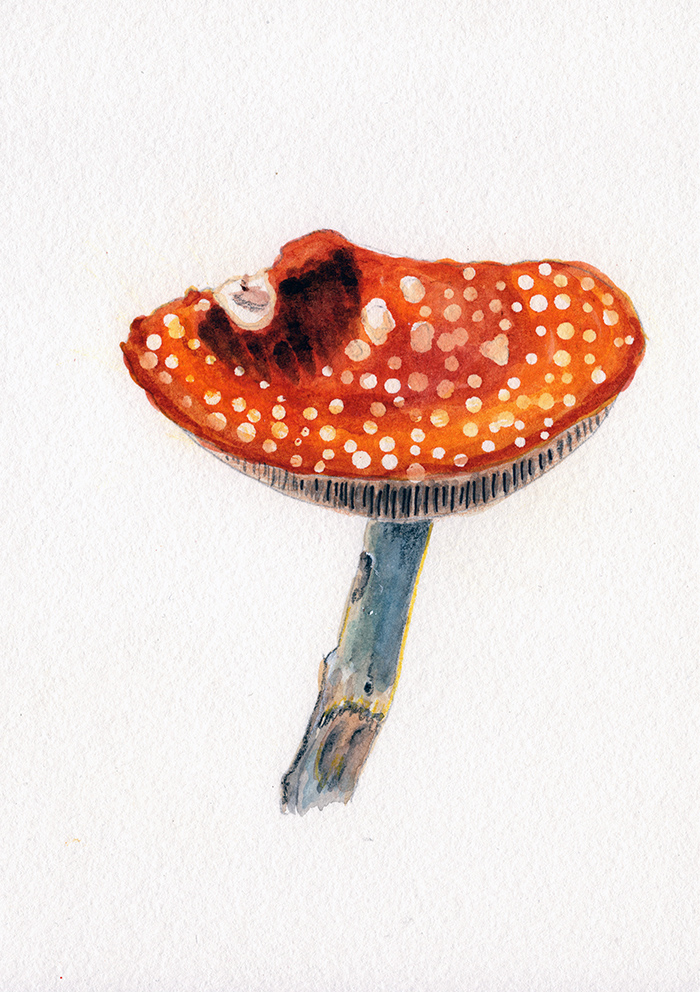 Red spotted Mushroom