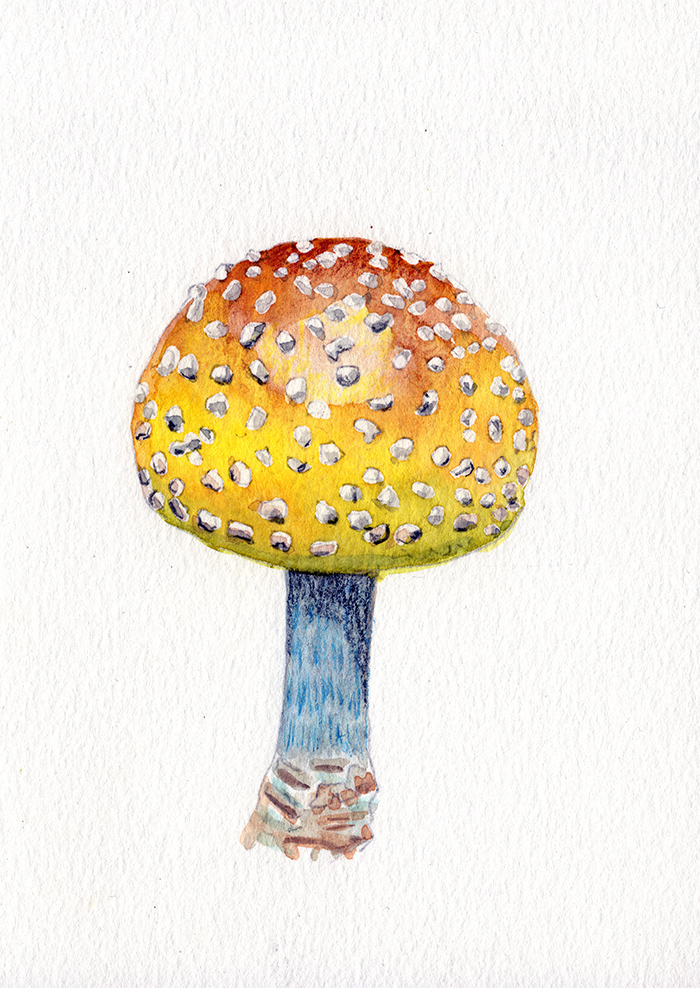 Yellow Globe Mushroom