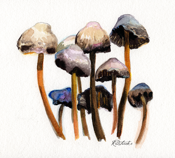 Meeting of the Shrooms