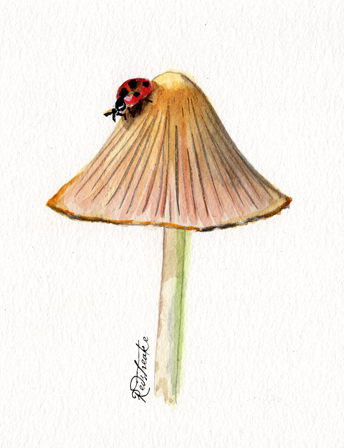 A Mushroom and her Friend
