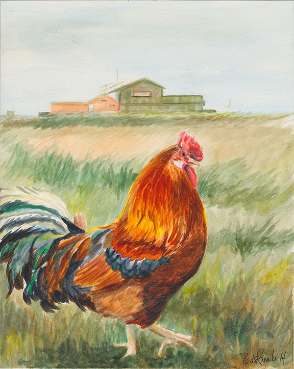 rooster2014_watercolor.jpg