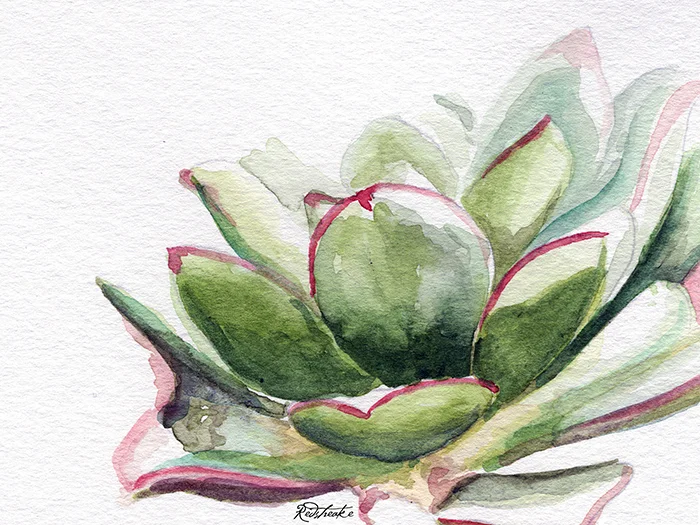 succulentcloseup.jpg