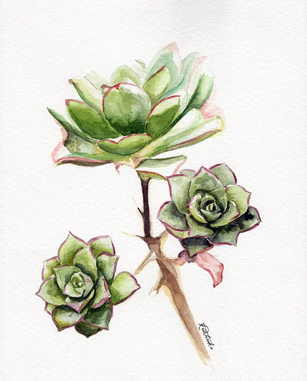 new_succulents3.jpg