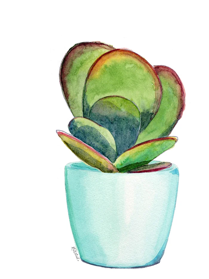 redstreake_succulent_combo1.jpg