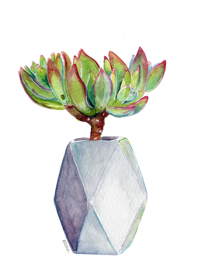 redstreake_succulent_combo2.jpg