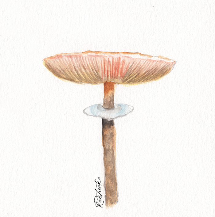 mushroom_pink.jpg