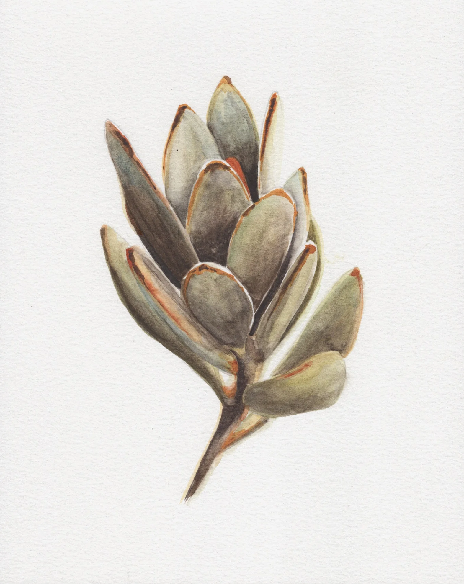 Watercolor Class - Succulents!