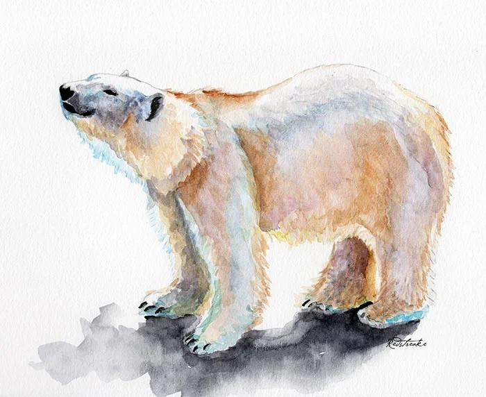 Polar Bear