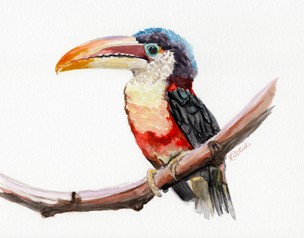 toucan_lowres.jpg