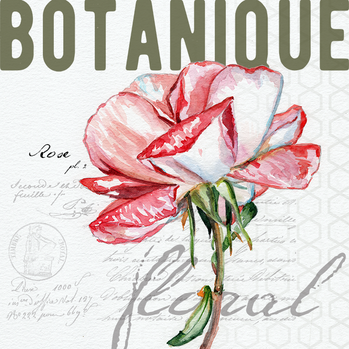 rose_botanical_redstreake.png