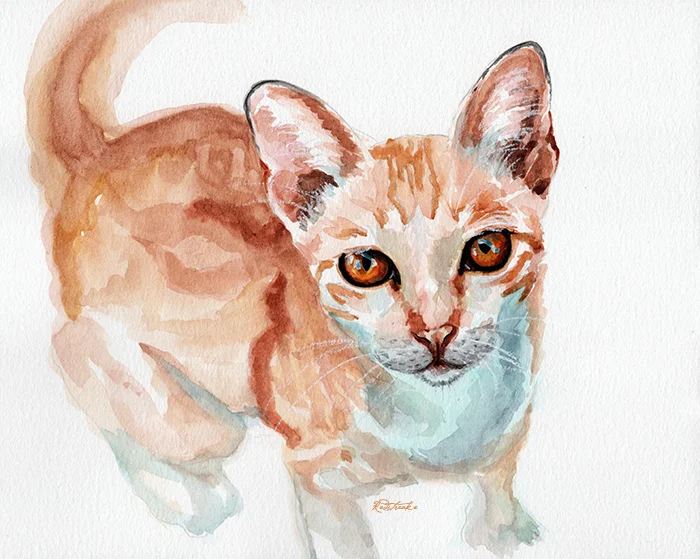 orangecat_redstreake.jpg