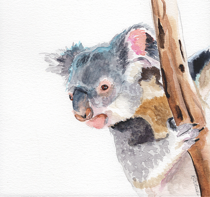 koala_lowres_redstreake.png