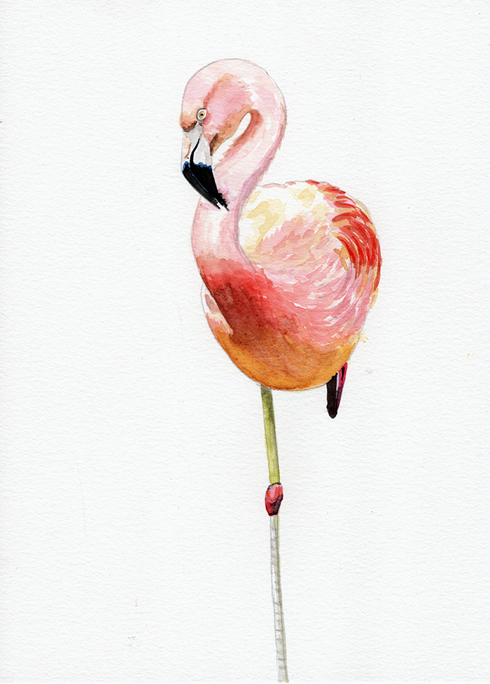 flamingo_resting_lowres.png