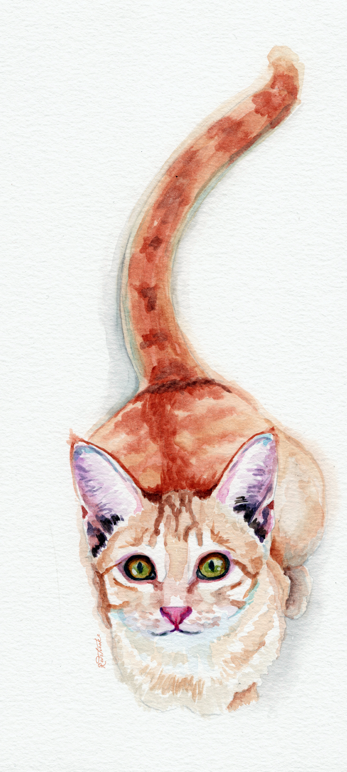 orangekitty_18x40_redstreake.png