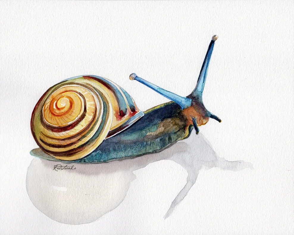 snail_redstreake.jpg
