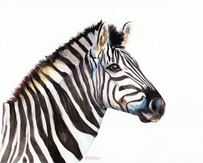 zebraportrait2_lowres.jpg