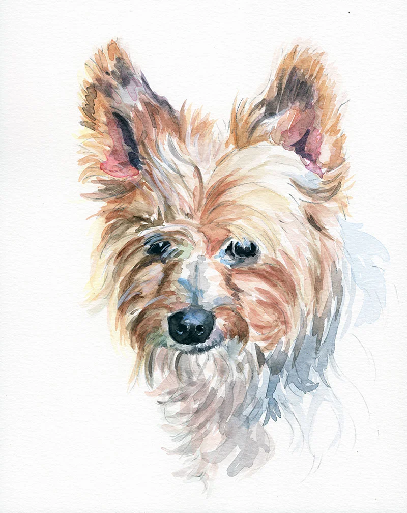 Commissioned yorkie painting....