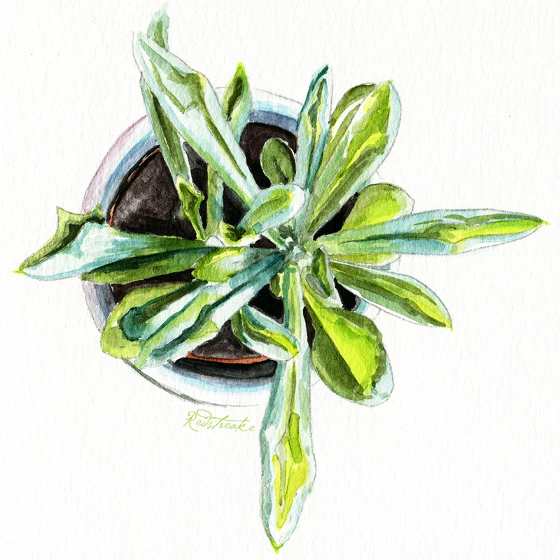 succulentpot_above1.jpg