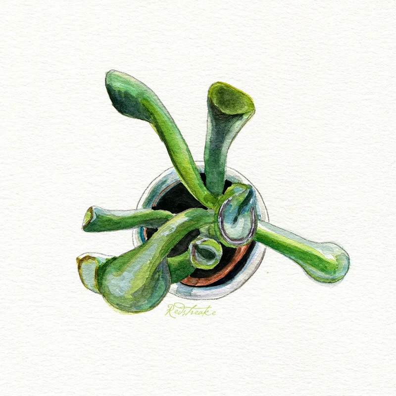 succulentpot_above3.jpg